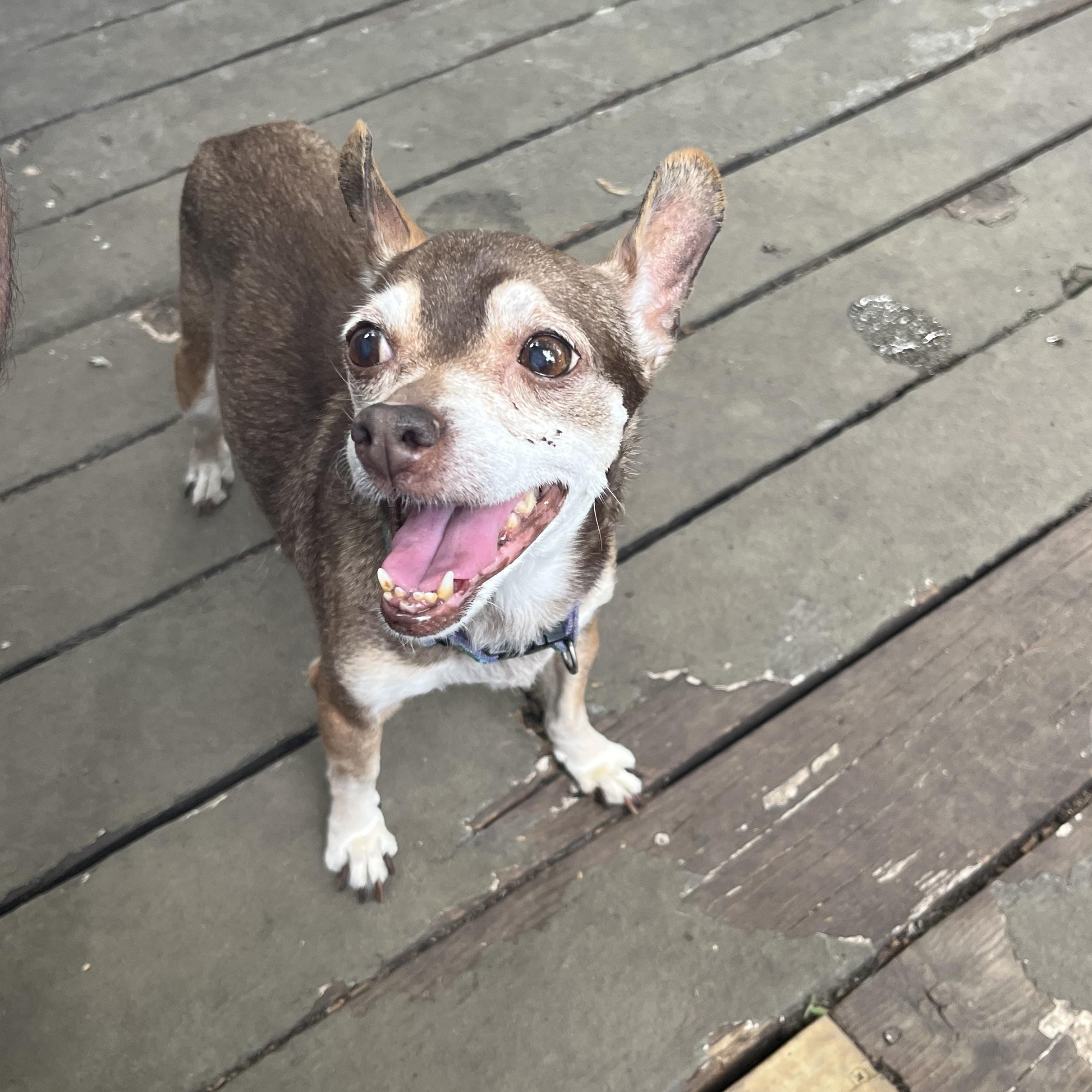 Enlarge Coco, a Adoptable Chihuahua in Byron, IL image 6/6