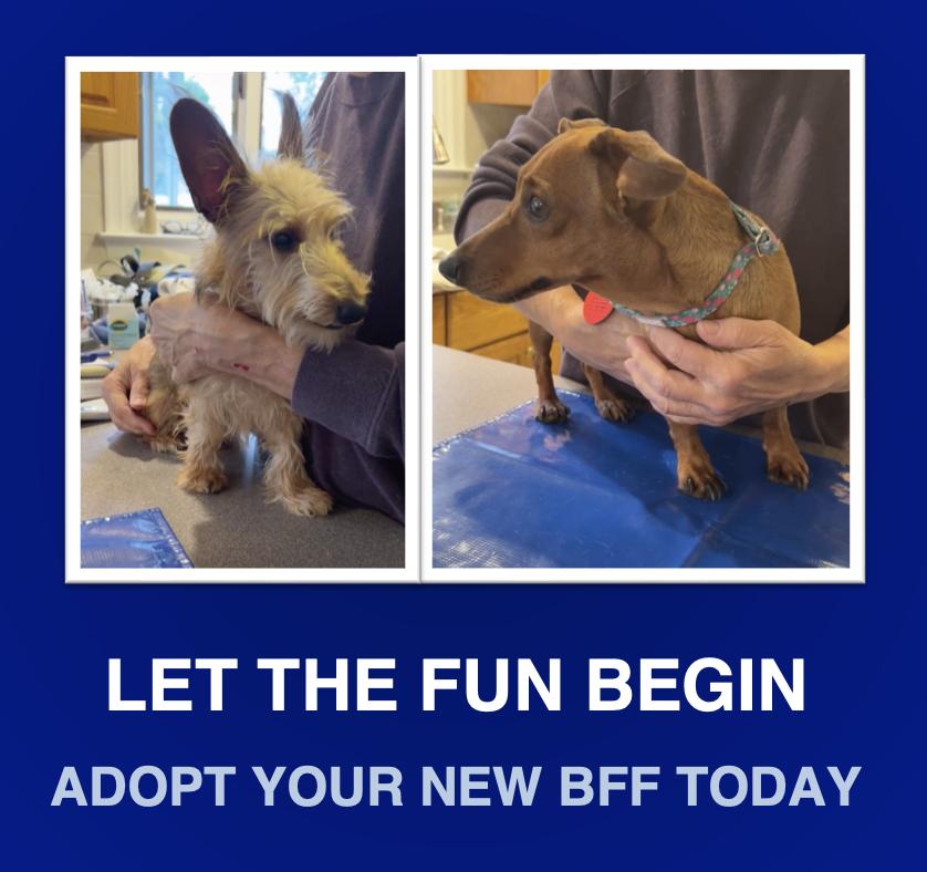 Enlarge Lola and Slinky, a Adoptable Dachshund in Morrisville, PA image 1/3