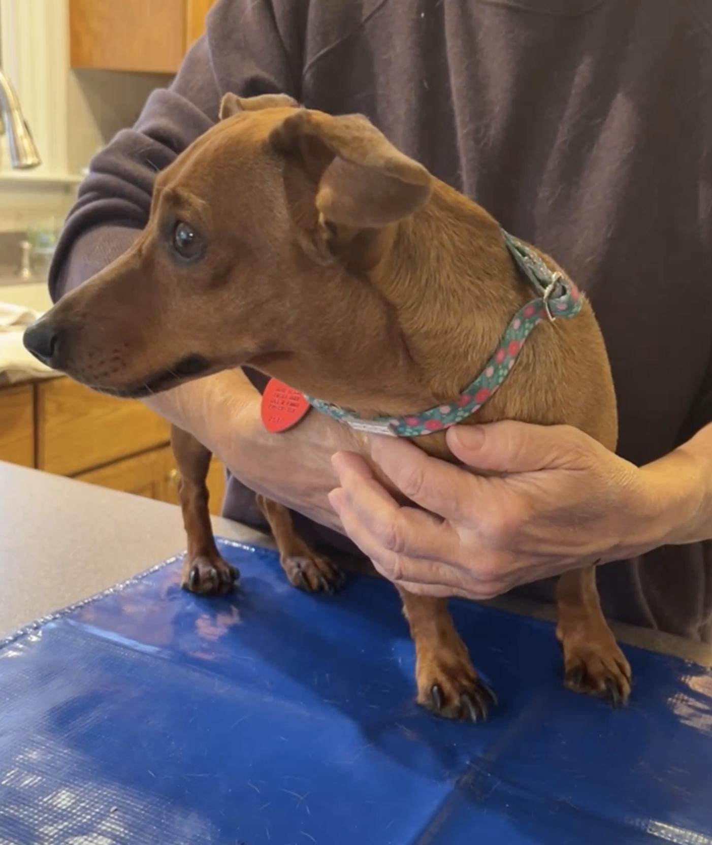 Enlarge Lola and Slinky, a Adoptable Dachshund in Morrisville, PA image 3/3