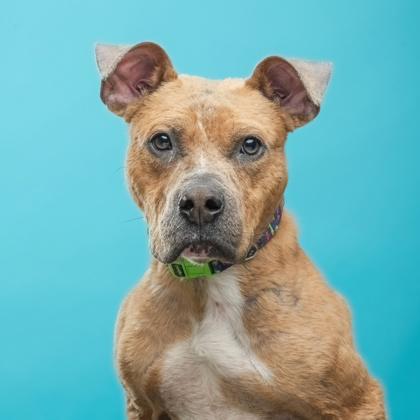 Enlarge Ralo, a Adoptable mixed breed in Mount Holly, NJ image 1/3