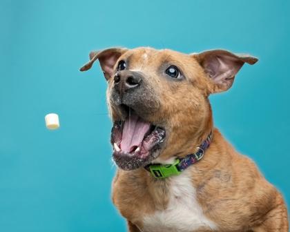 Ralo, Adoptable, Young Male Pit Bull Terrier & Mixed Breed.