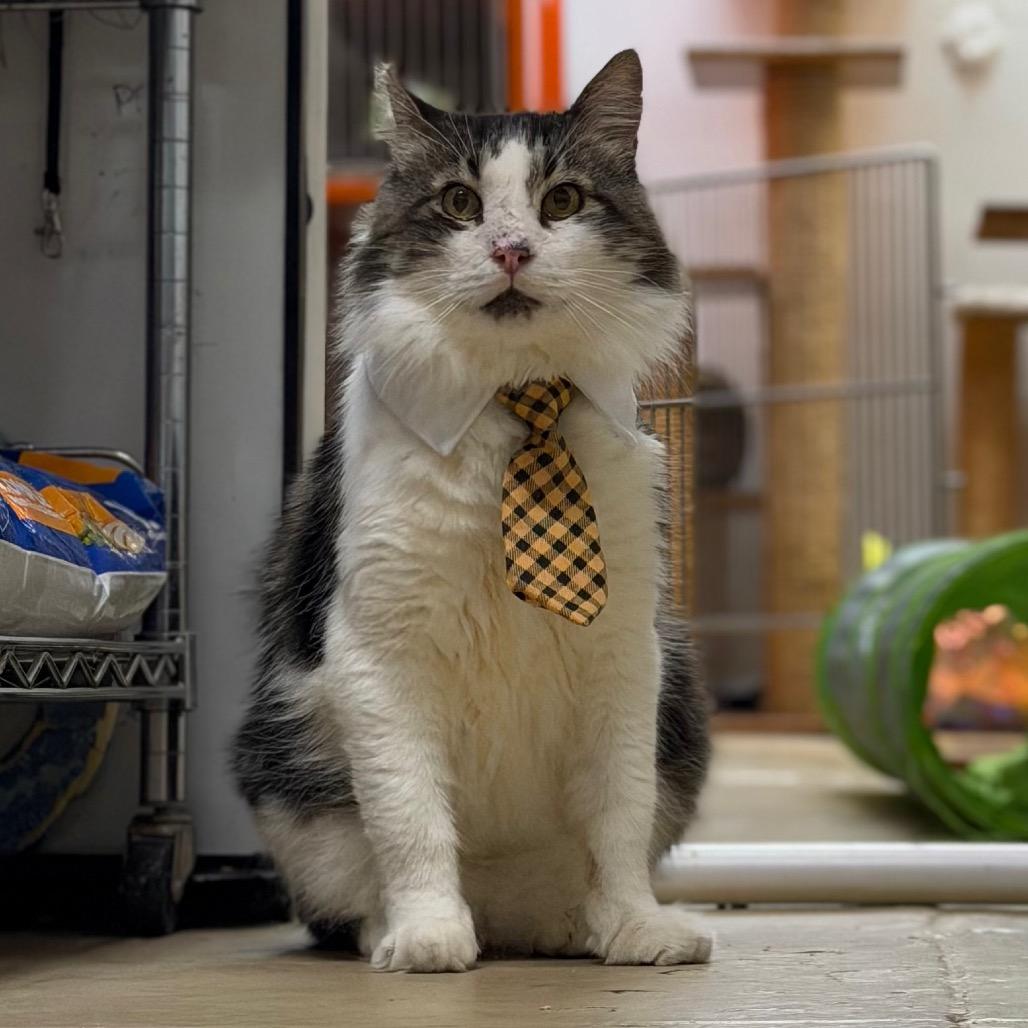Fozzie, a Adoptable Domestic Long Hair in Morgan Hill, CA image 1/4