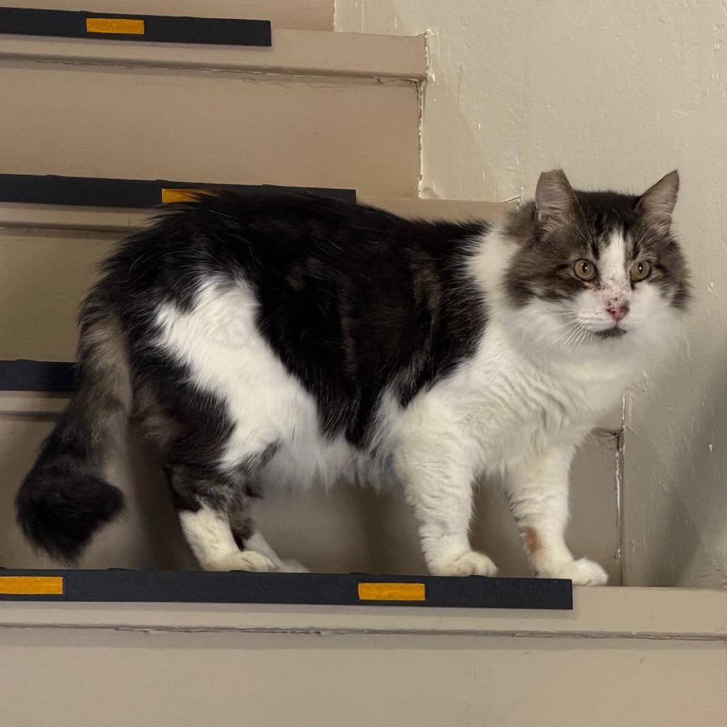 Fozzie, a Adoptable Domestic Long Hair in Morgan Hill, CA image 2/4