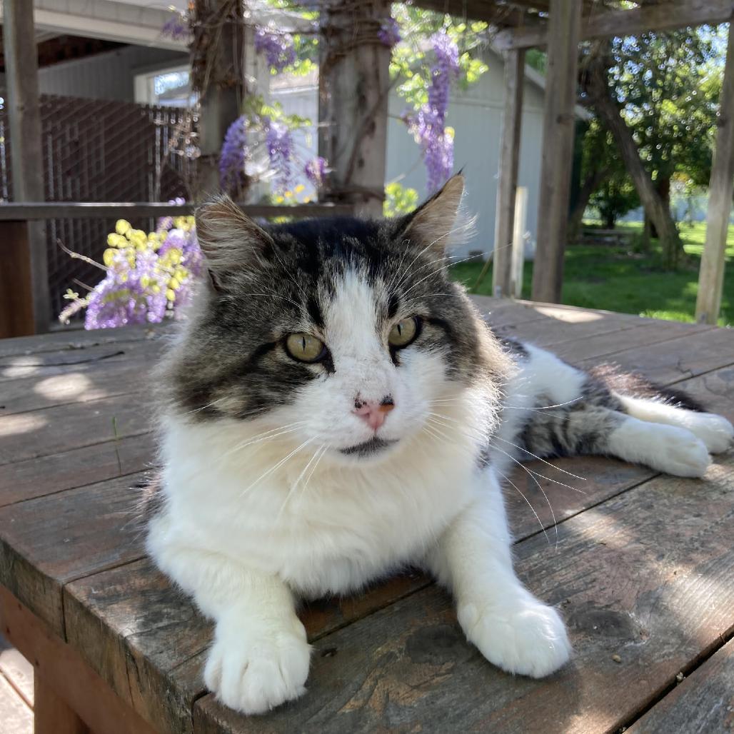 Fozzie, a Adoptable Domestic Long Hair in Morgan Hill, CA image 3/4