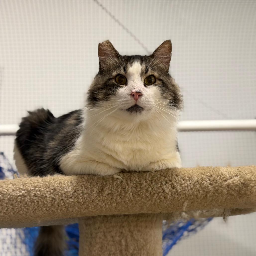 Fozzie, a Adoptable Domestic Long Hair in Morgan Hill, CA image 4/4