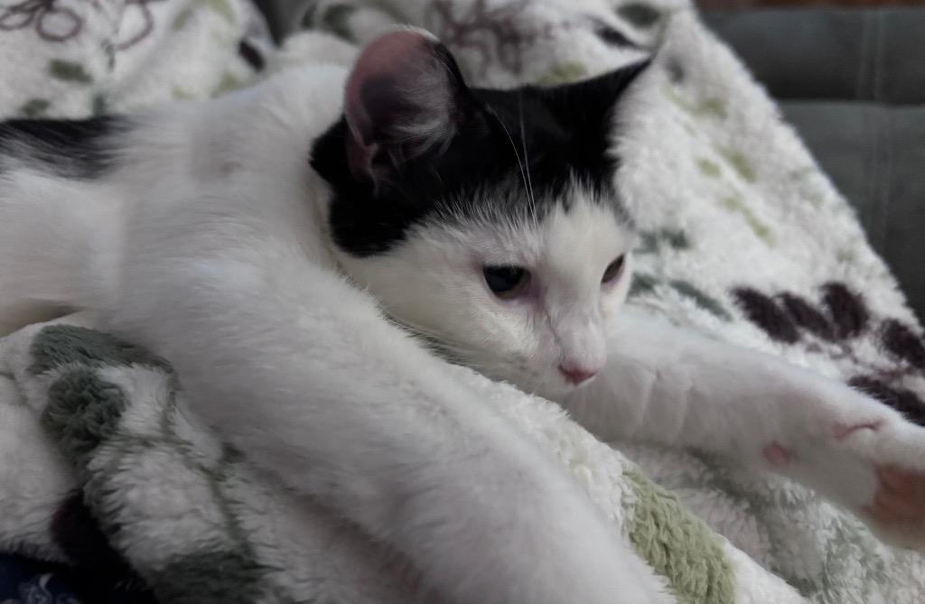 Enlarge Blossom, a Adoptable mixed breed in Cumming, GA image 2/6