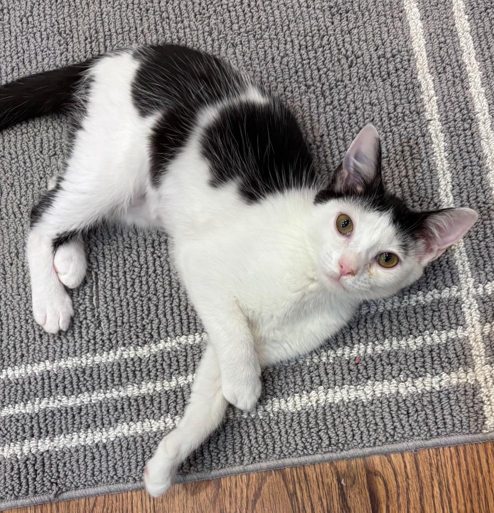 Blossom, Adoptable, Young Female Domestic Short Hair.