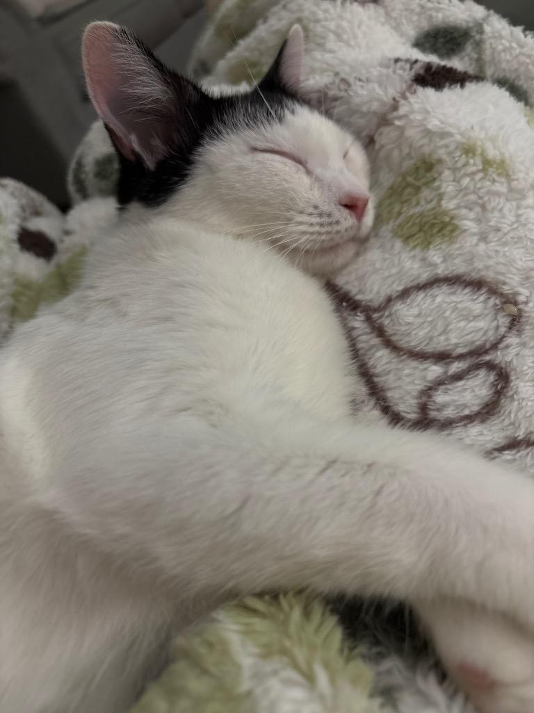 Blossom, a Adoptable mixed breed in Cumming, GA image 2/6