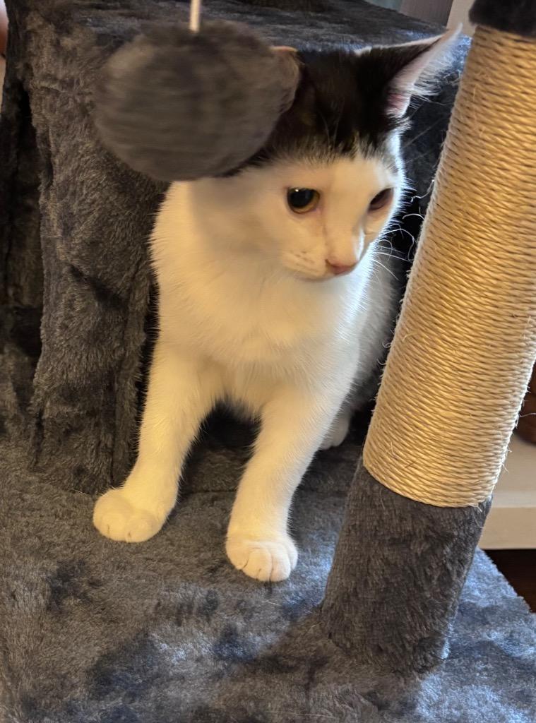 Enlarge Blossom, a Adoptable mixed breed in Cumming, GA image 5/6