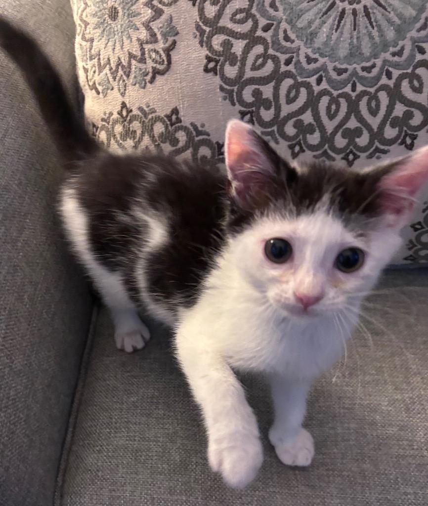 Enlarge Blossom, a Adoptable mixed breed in Cumming, GA image 6/6