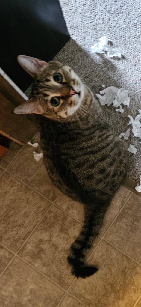 Winnie / Tigger, Adoptable, Adult Male Domestic Short Hair.