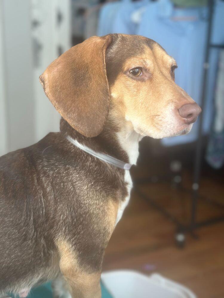 Enlarge Mocha, a Adoptable Beagle in New York, NY image 1/6