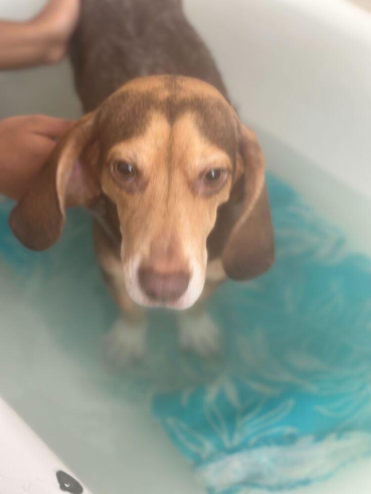 Enlarge Mocha, a Adoptable Beagle in New York, NY image 2/6