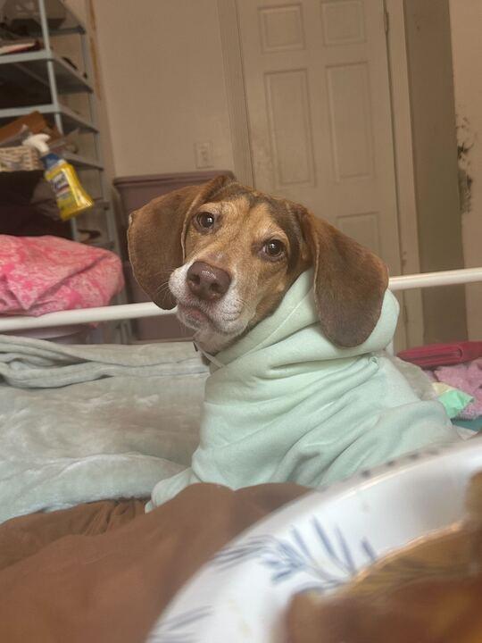 Enlarge Mocha, a Adoptable Beagle in New York, NY image 3/6