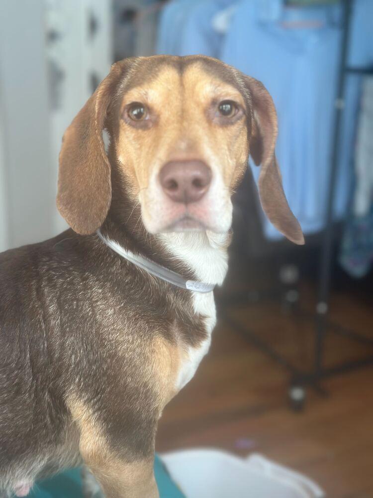 Enlarge Mocha, a Adoptable Beagle in New York, NY image 4/6