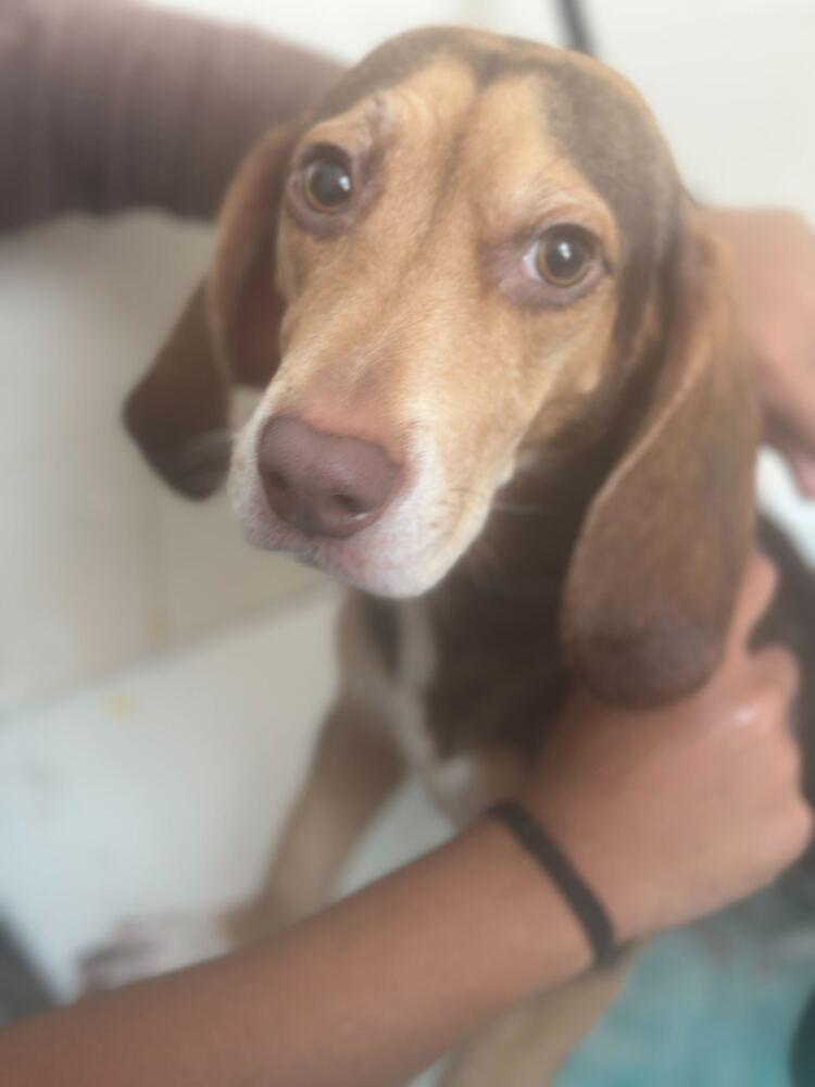 Enlarge Mocha, a Adoptable Beagle in New York, NY image 5/6