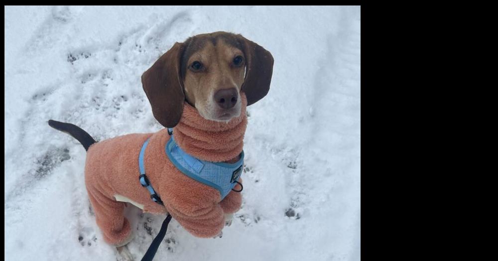 Enlarge Mocha, a Adoptable Beagle in New York, NY image 6/6