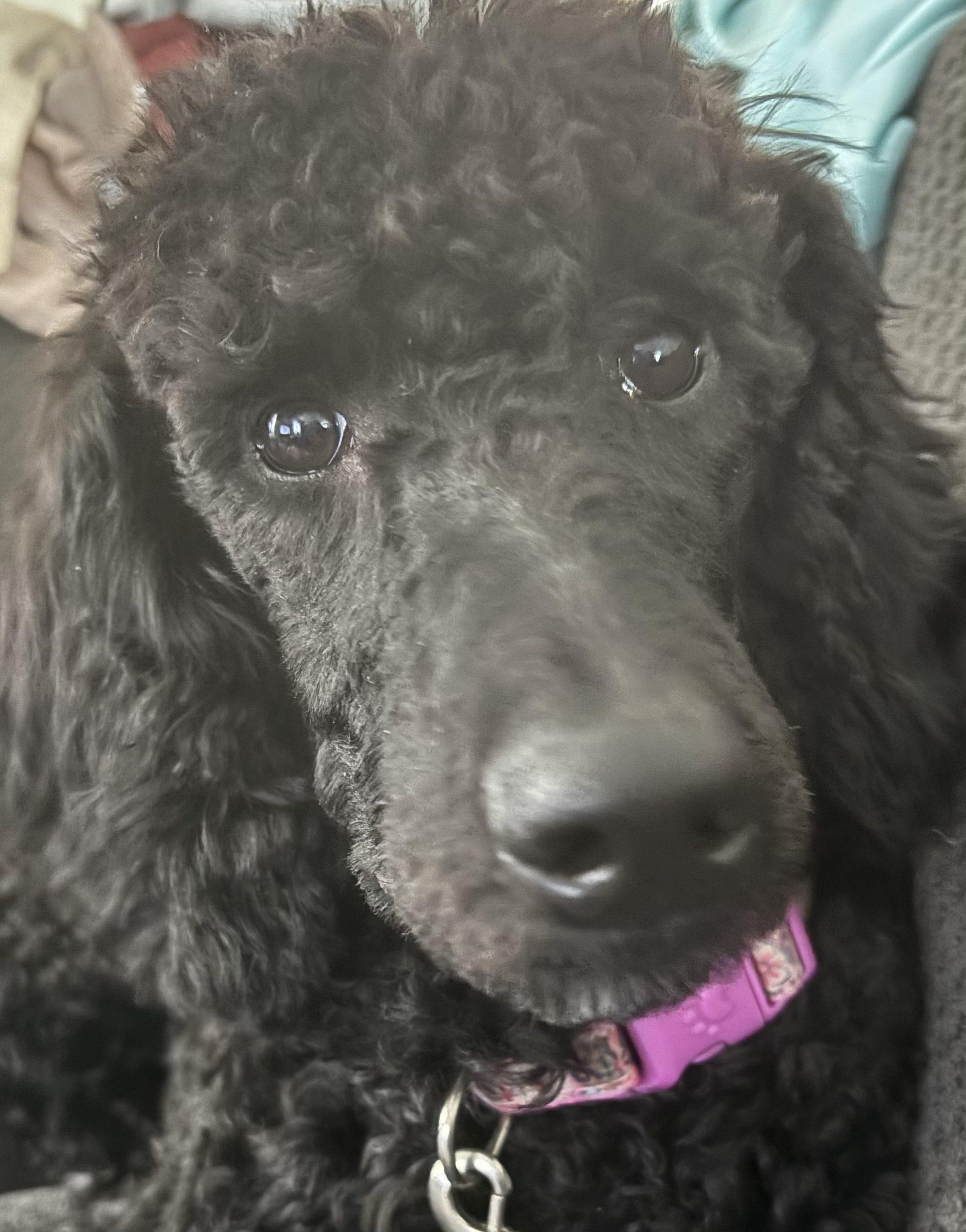 Enlarge Neve, a ADOPTABLE Standard Poodle in Toronto, ON image 2/3