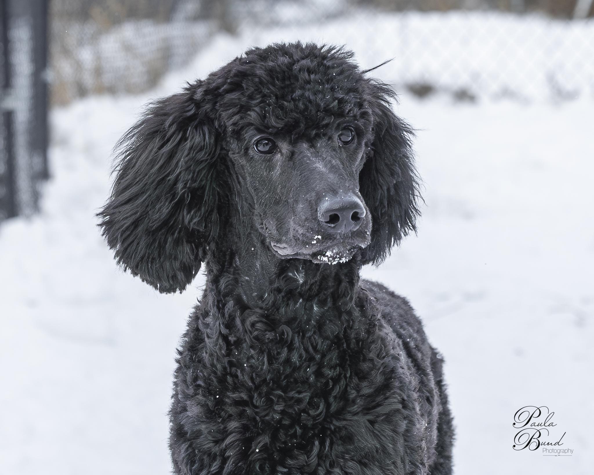 Neve, ADOPTABLE, Young Female Standard Poodle.