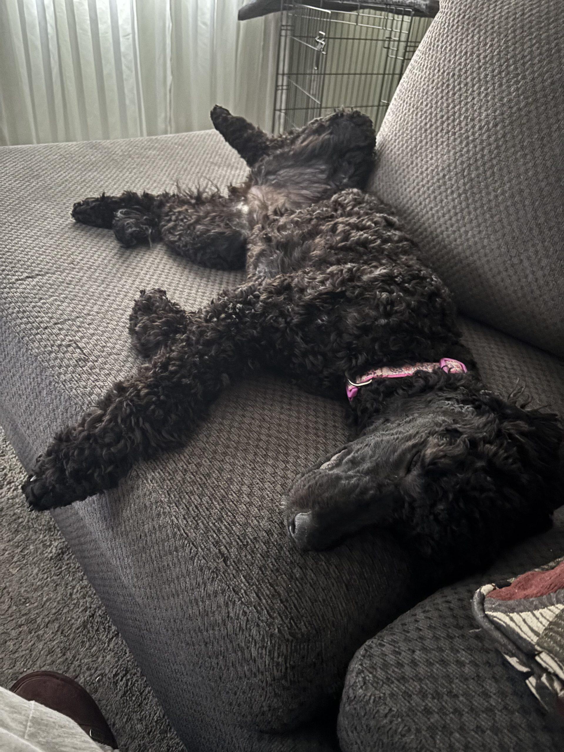 Enlarge Neve, a ADOPTABLE Standard Poodle in Toronto, ON image 3/3
