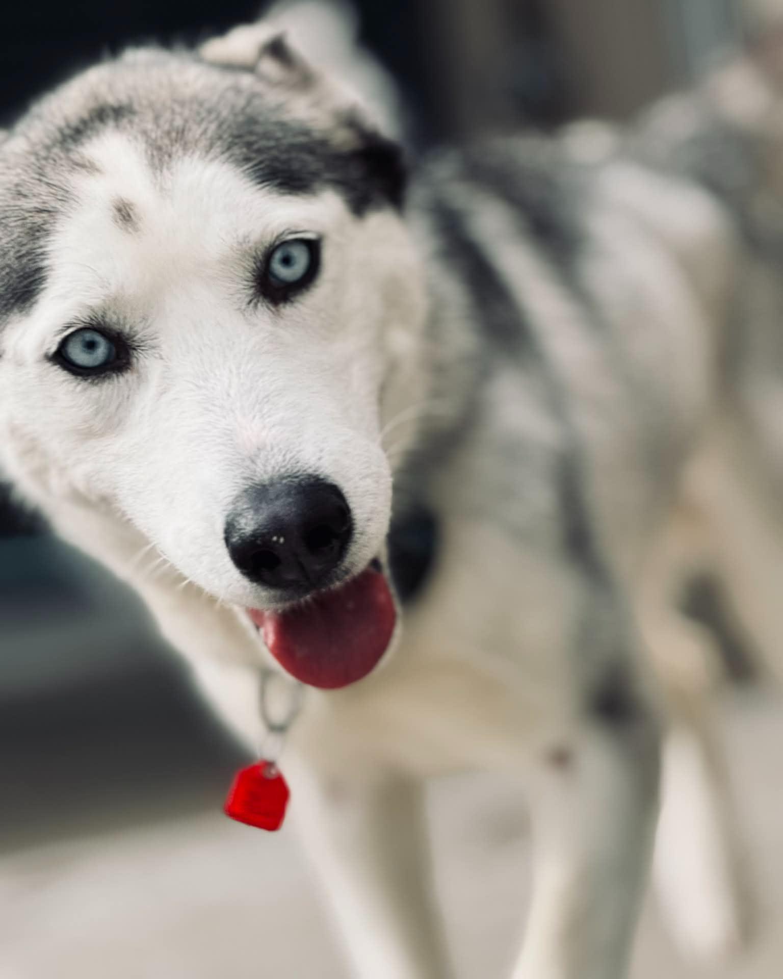 Enlarge Darcy, an adopted mixed breed in Fremont, MI image 2/3