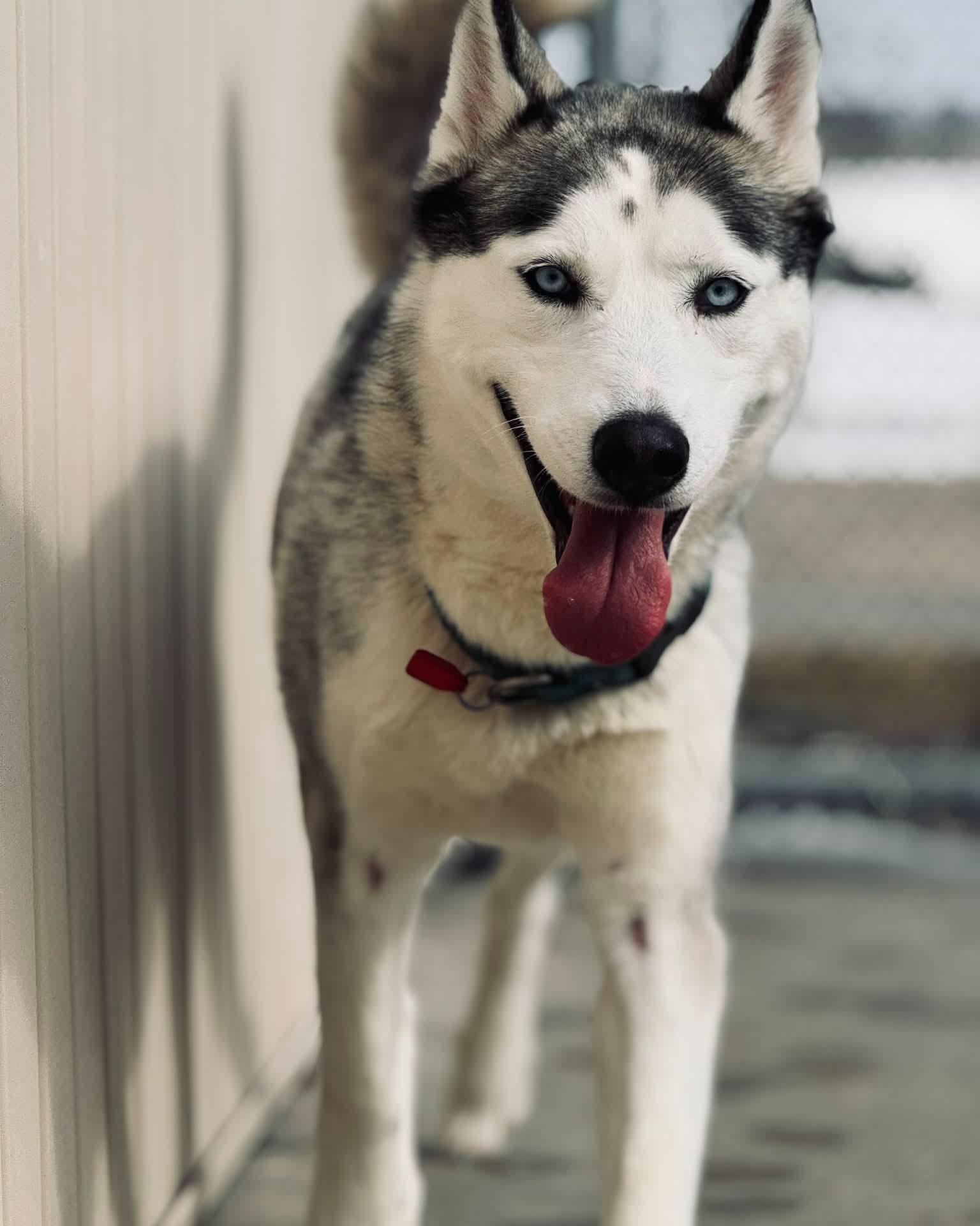 Enlarge Darcy, an adopted mixed breed in Fremont, MI image 1/3