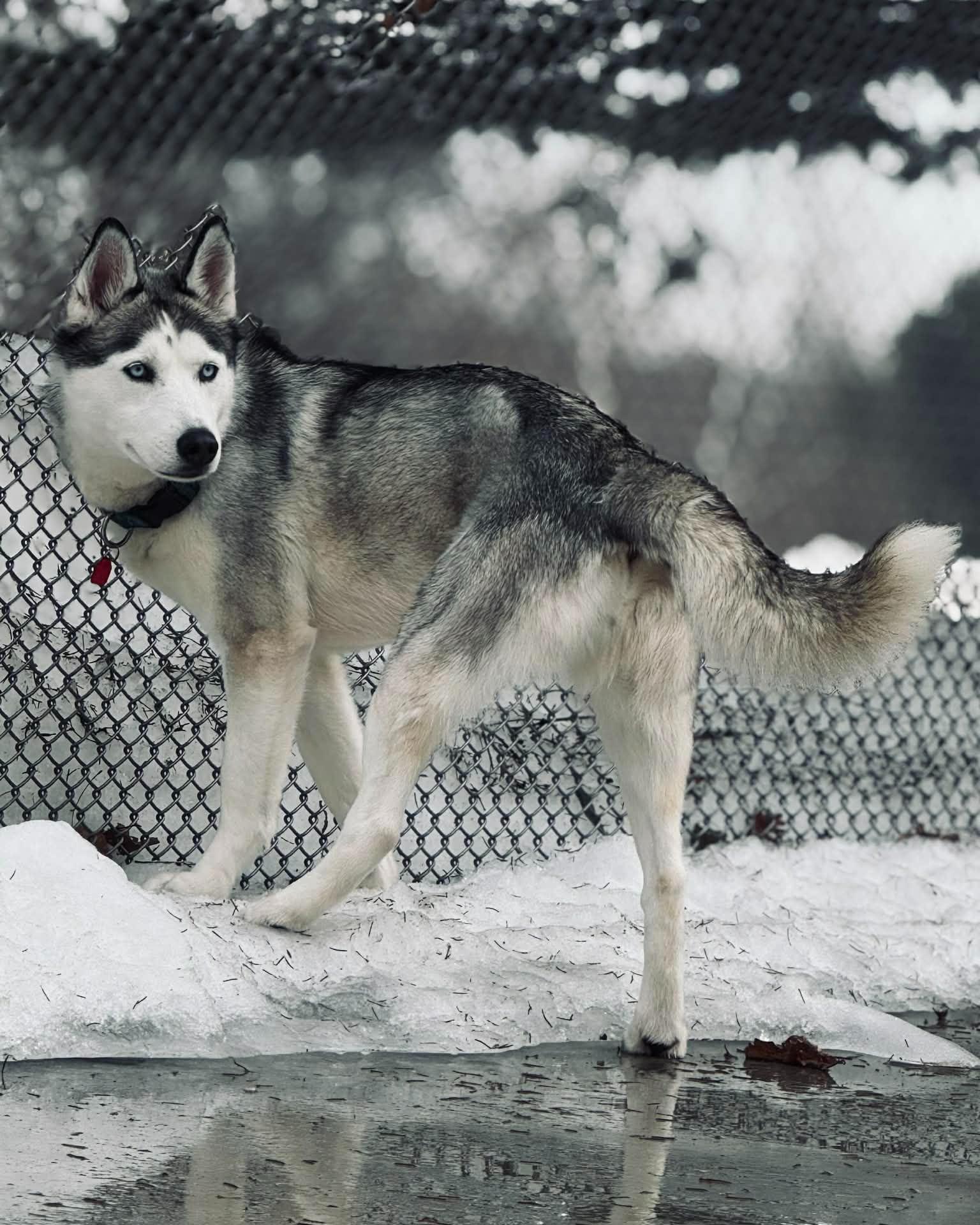 Enlarge Darcy, an adopted mixed breed in Fremont, MI image 3/3