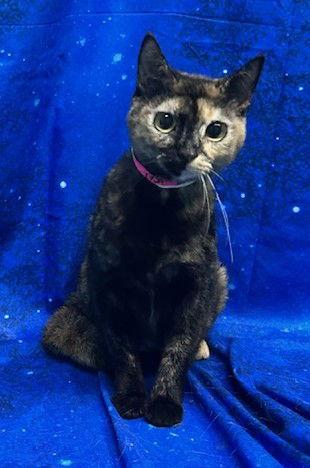 251889 Maggie — thumbnail 2