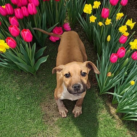 Enlarge DARWIN, a Adoptable mixed breed in Clinton Township, MI image 1/1