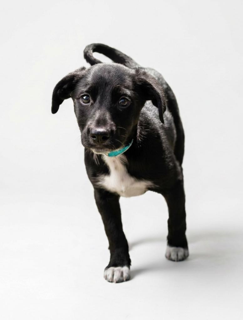 Enlarge Brix, a Adoptable mixed breed in Hudson, NY image 1/1