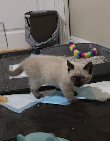 Kringle, an adopted mixed breed in Davis, CA image 2/2
