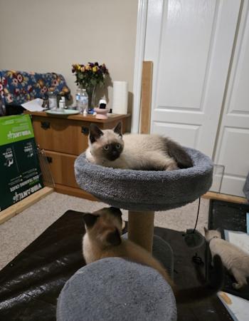 Kringle, an adopted mixed breed in Davis, CA image 1/2