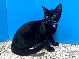 Martin, an adopted Domestic Short Hair in Powell, OH_image-1
