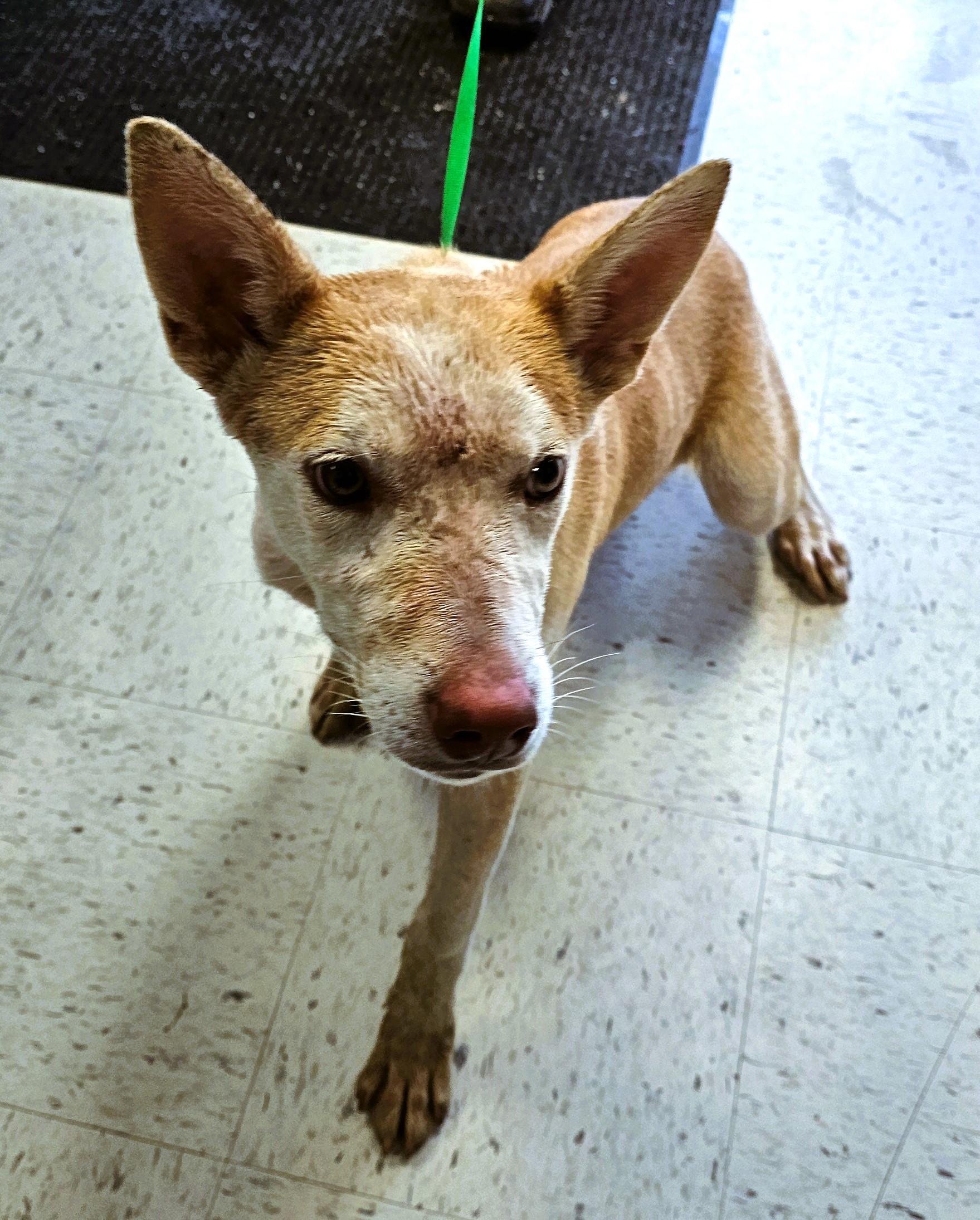 Sandy, Adoptable, Young Female Shepherd.
