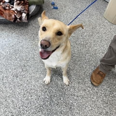 Enlarge Riley, a ADOPTABLE mixed breed in Bryan, OH image 3/3