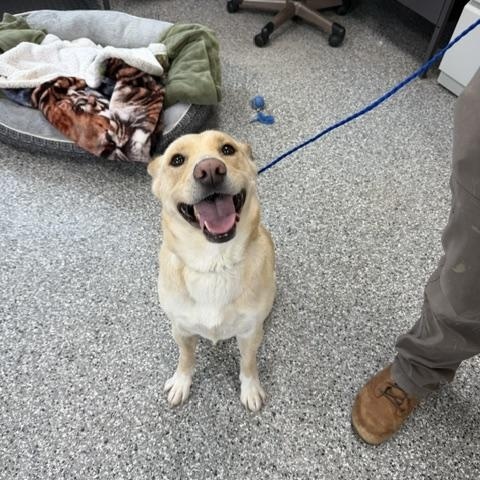 Riley, ADOPTABLE, Adult Female Husky.