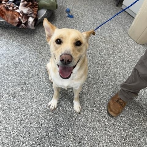 Enlarge Riley, a ADOPTABLE mixed breed in Bryan, OH image 2/3