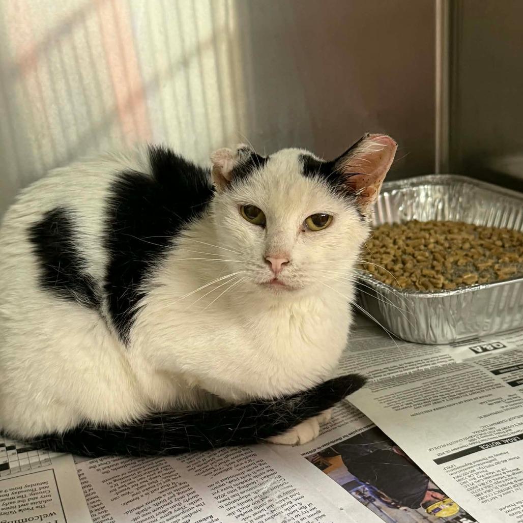 Stillwell, Adoptable, Adult Female Domestic Short Hair.
