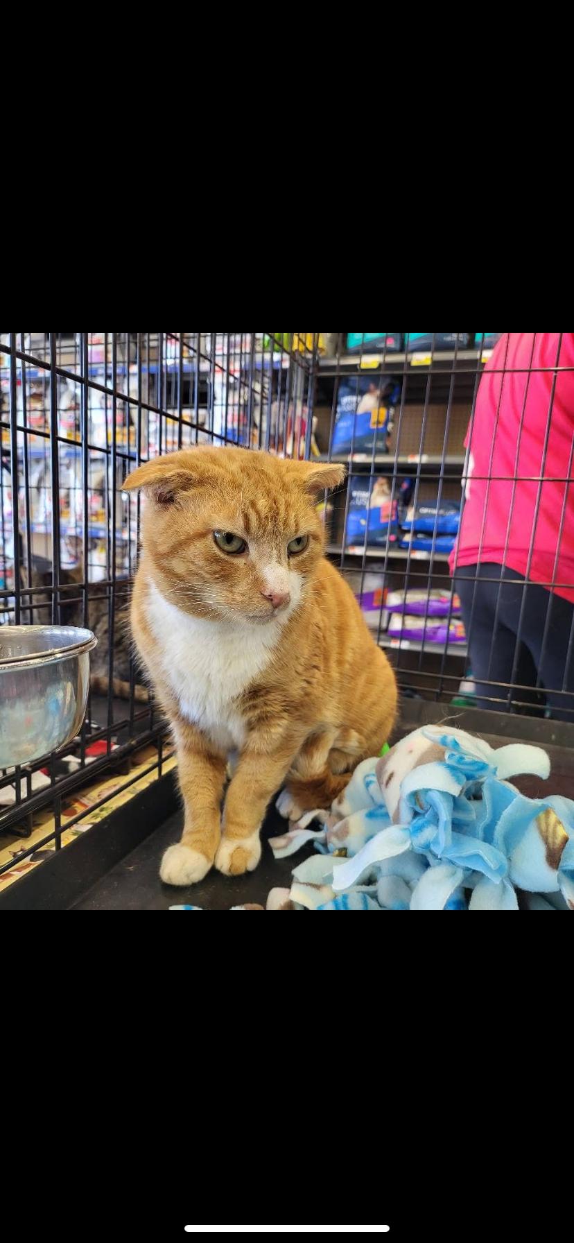 Enlarge Cheeze (deaf), a Adoptable Domestic Short Hair in Greensburg, PA image 1/1