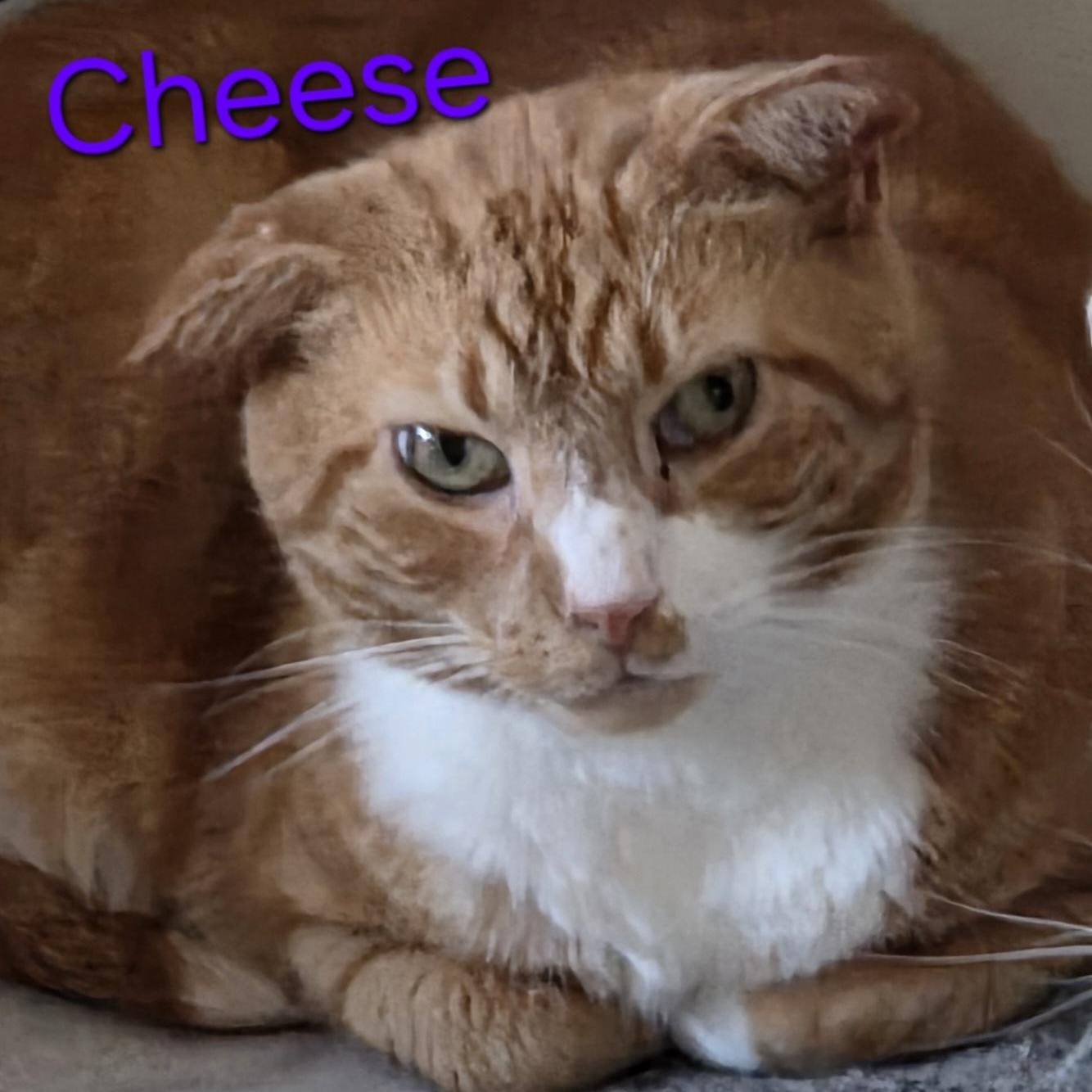 Enlarge Cheeze (deaf), a Adoptable Domestic Short Hair in Greensburg, PA image 2/2