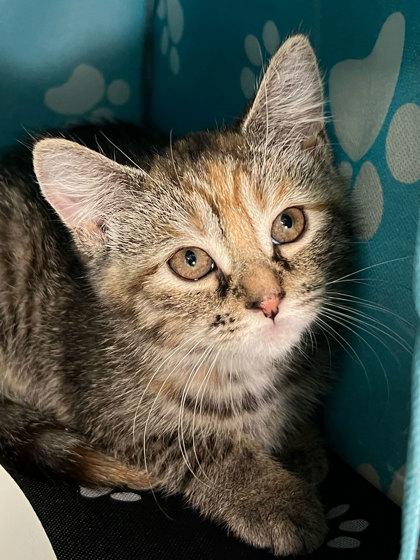Enlarge Blueberry, a Adoptable mixed breed in Elmira, NY image 1/1