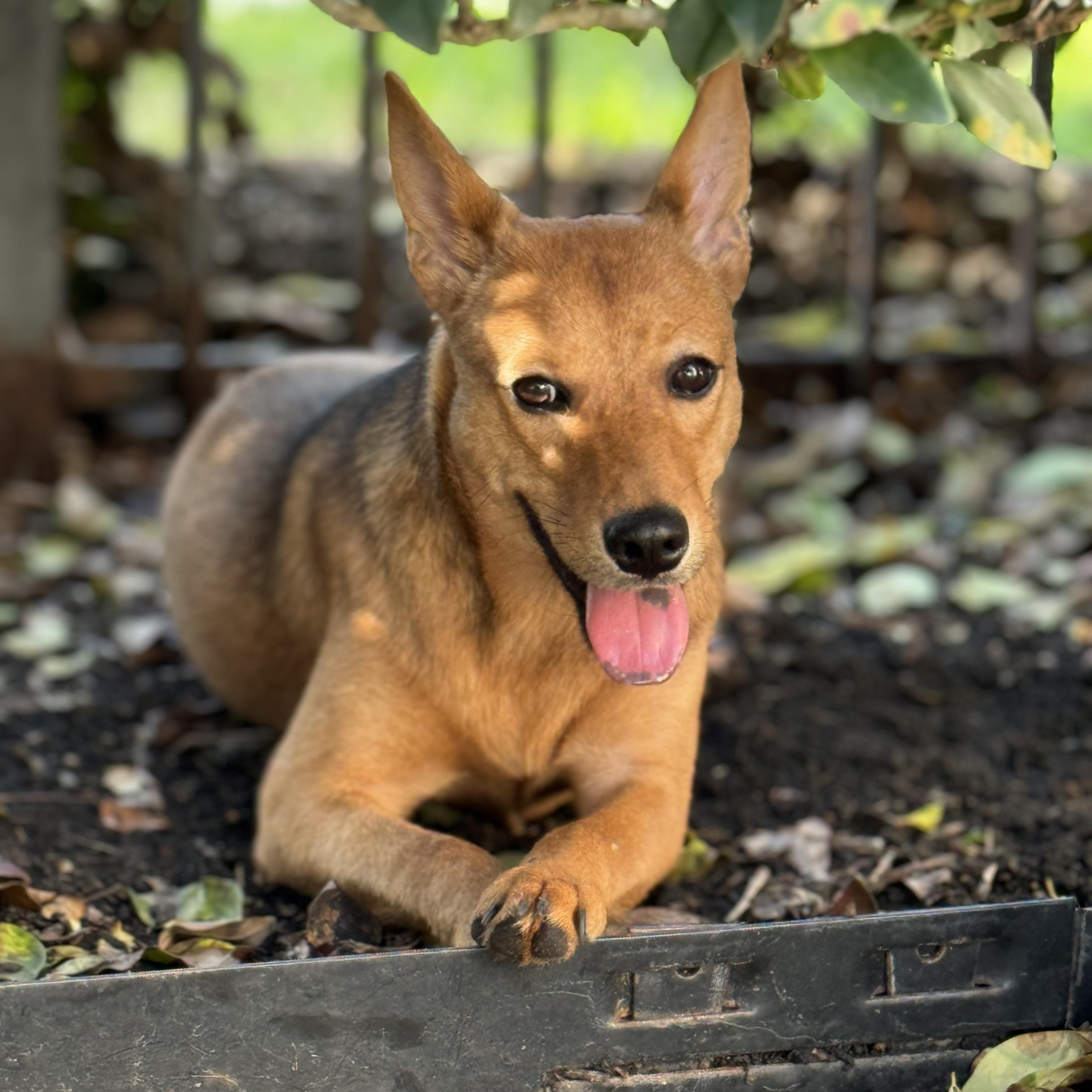 Shiloh, an adoptable Basenji, Shepherd in Virginia Beach, VA, 23456 | Photo Image 2