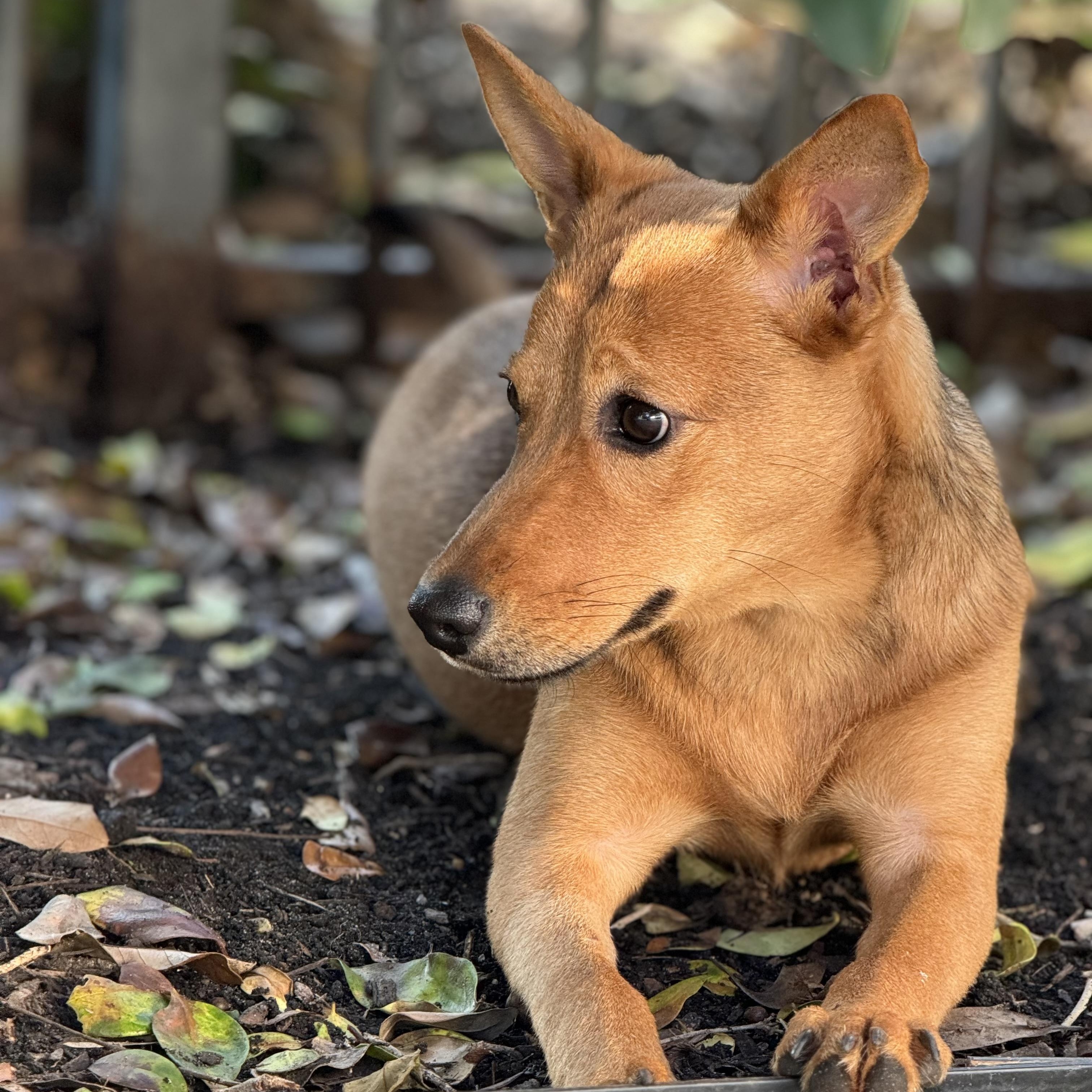 Shiloh, an adoptable Basenji, Shepherd in Virginia Beach, VA, 23456 | Photo Image 1