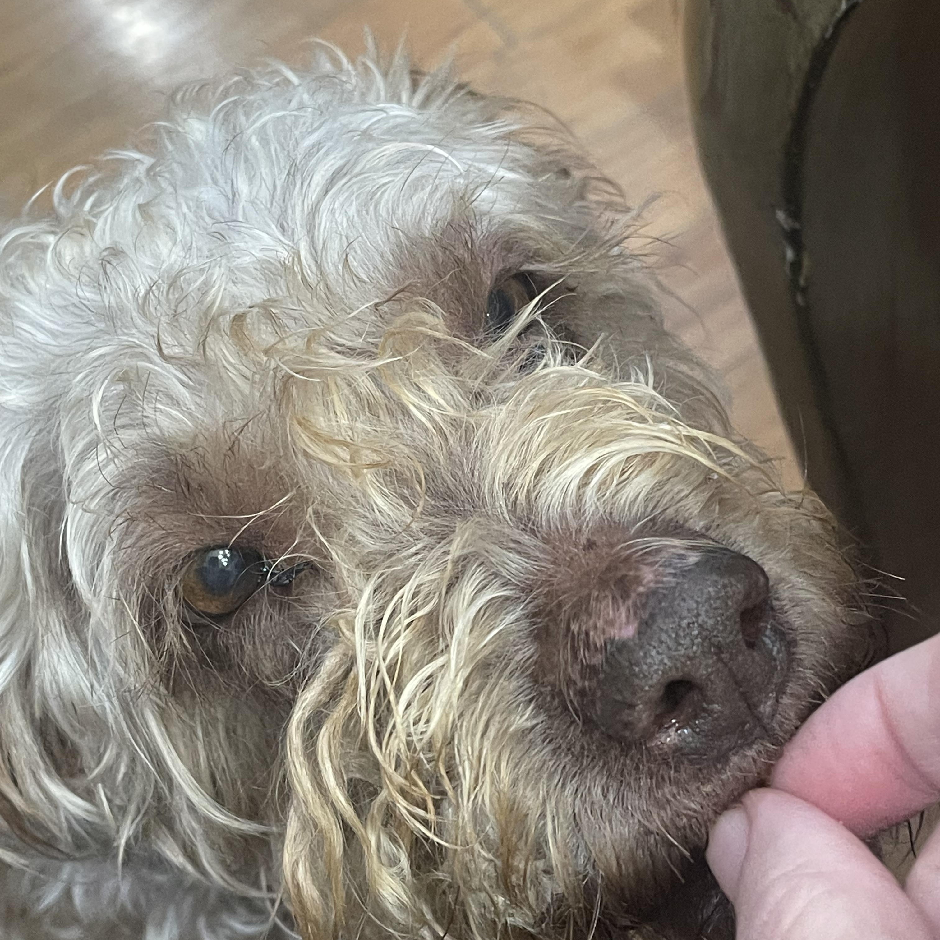 Enlarge Luna, a ADOPTABLE Labradoodle in Franklin, TN image 3/4