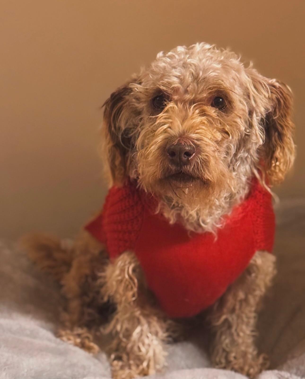 Luna, ADOPTABLE, Adult Female Labradoodle.
