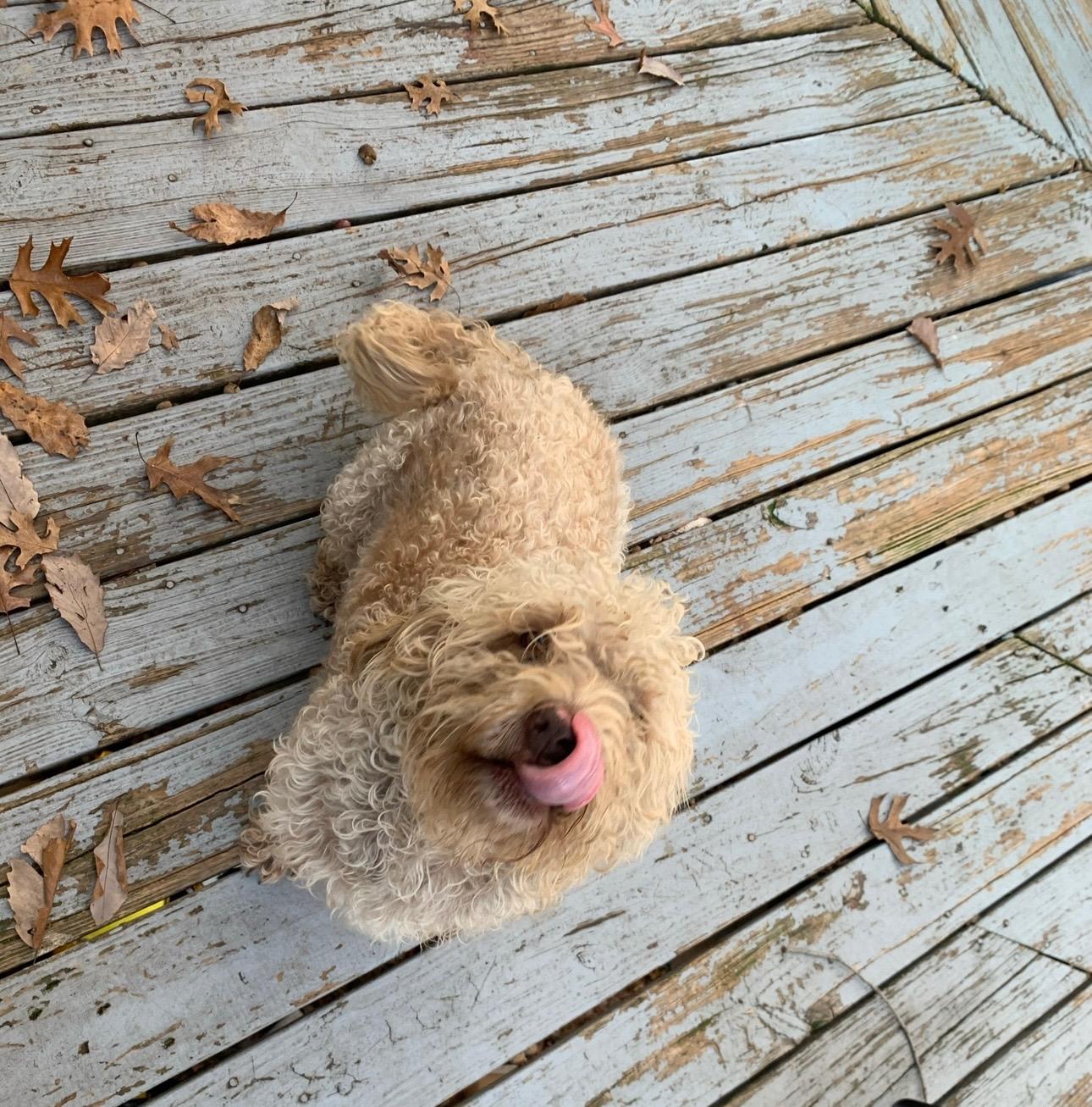 Enlarge Luna, a ADOPTABLE Labradoodle in Franklin, TN image 4/4