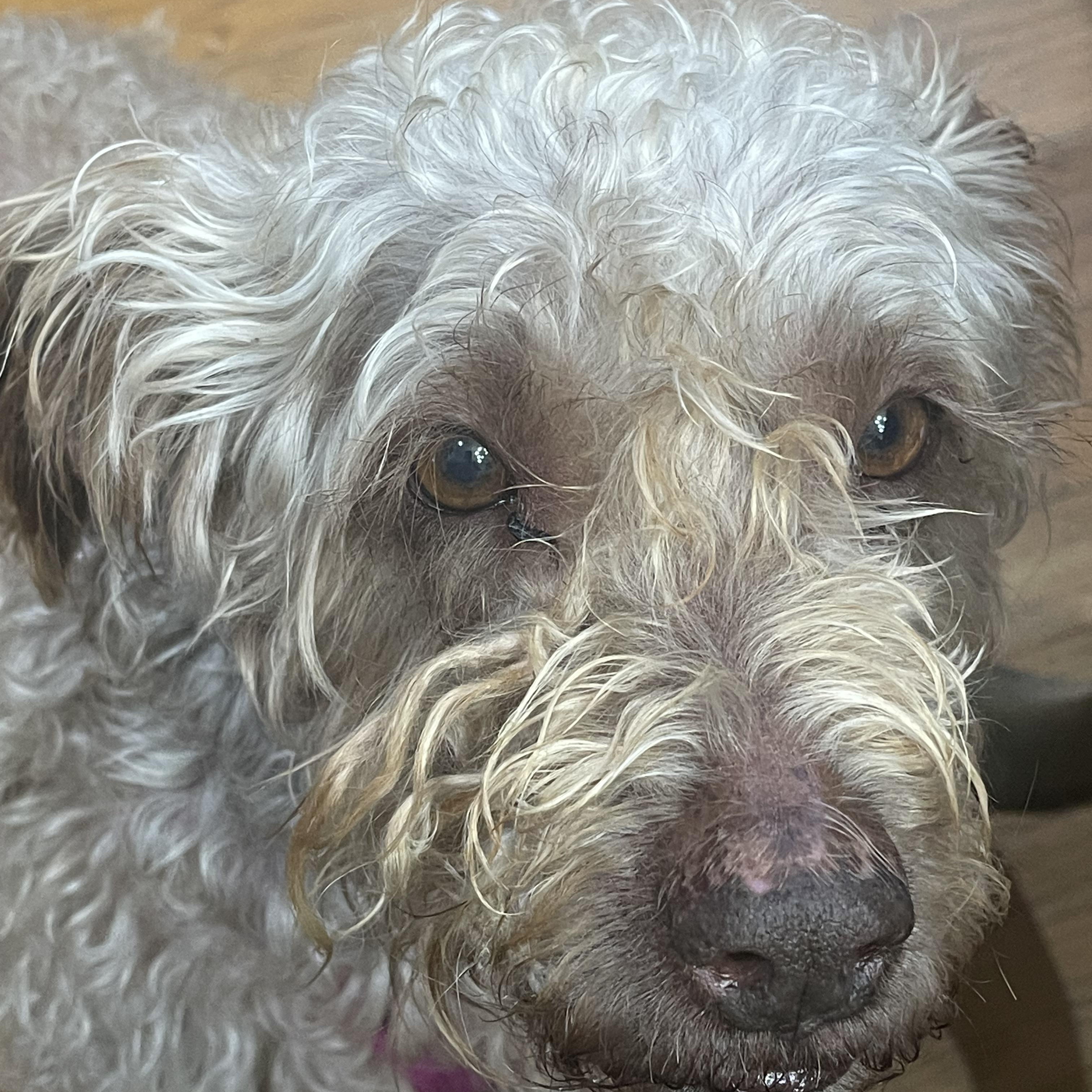 Enlarge Luna, a ADOPTABLE Labradoodle in Franklin, TN image 2/4