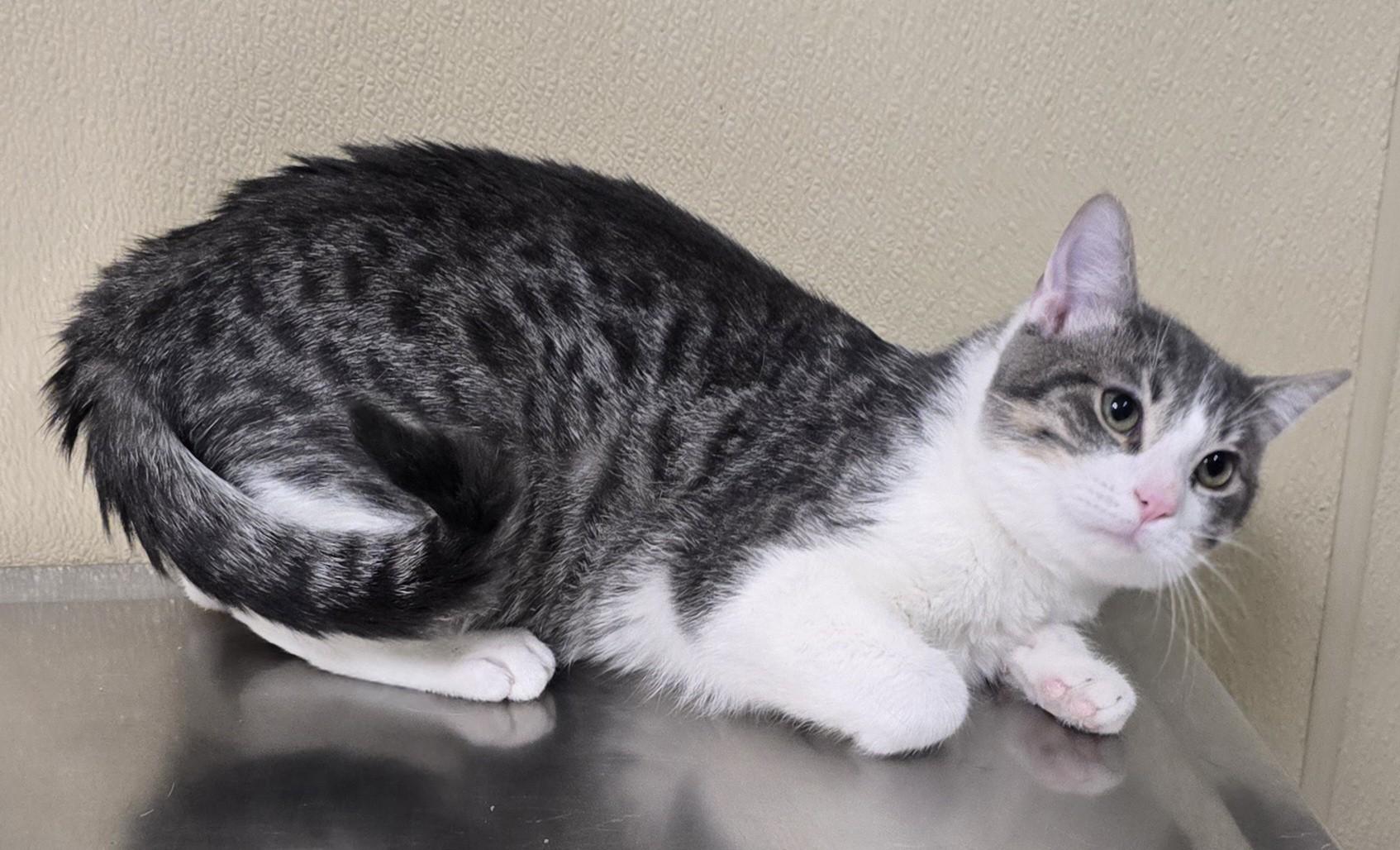 Enlarge Tripp, an adopted mixed breed in Brainerd, MN image 2/3