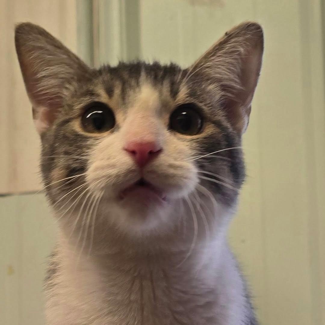 Enlarge Tripp, an adopted mixed breed in Brainerd, MN image 1/3