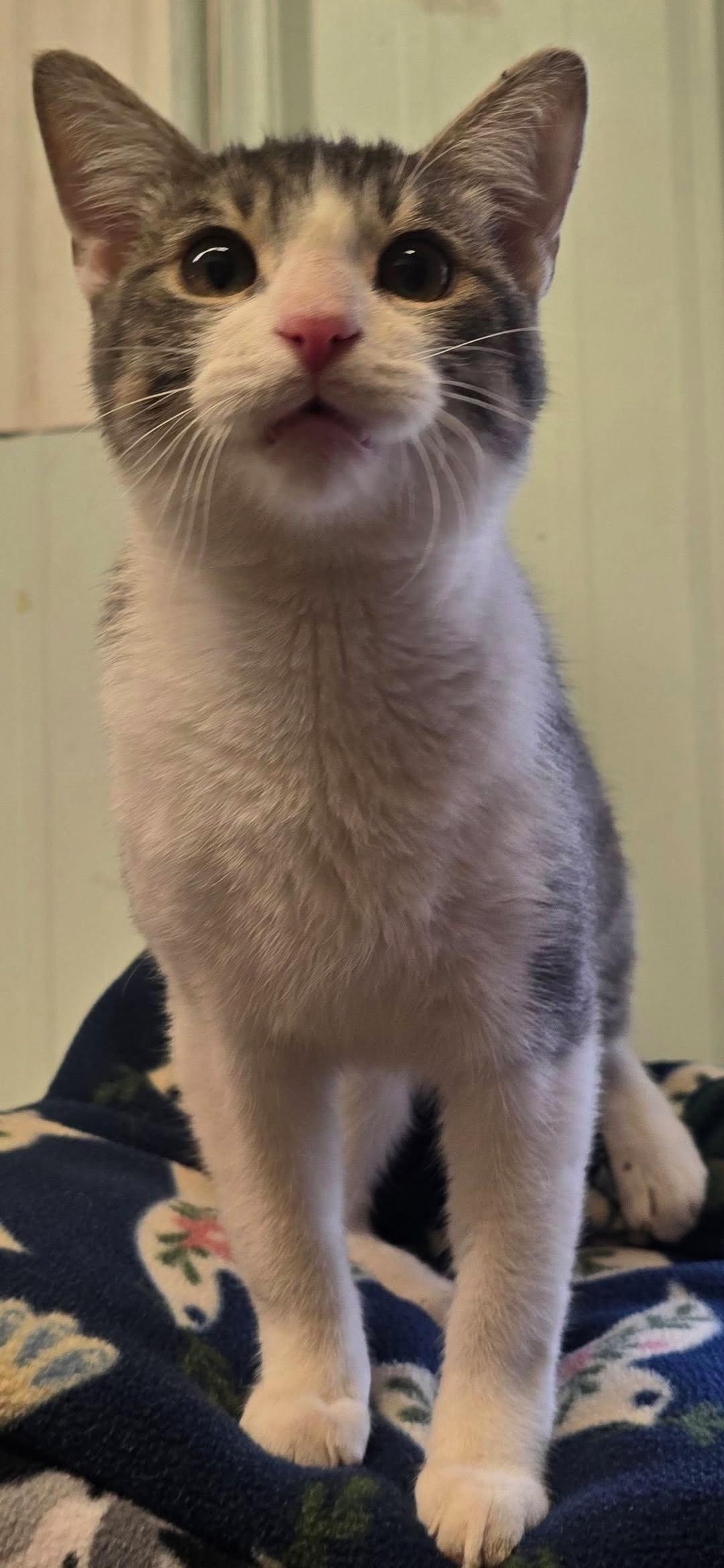 Enlarge Tripp, an adopted mixed breed in Brainerd, MN image 3/3